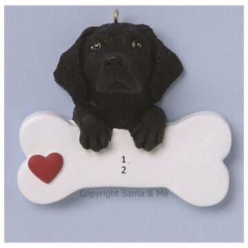 Labrador Retriever/ Black