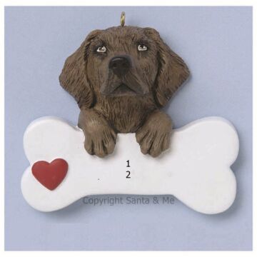 Labrador Retriever/ Choc