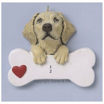 Labrador Retriever/ Yellow