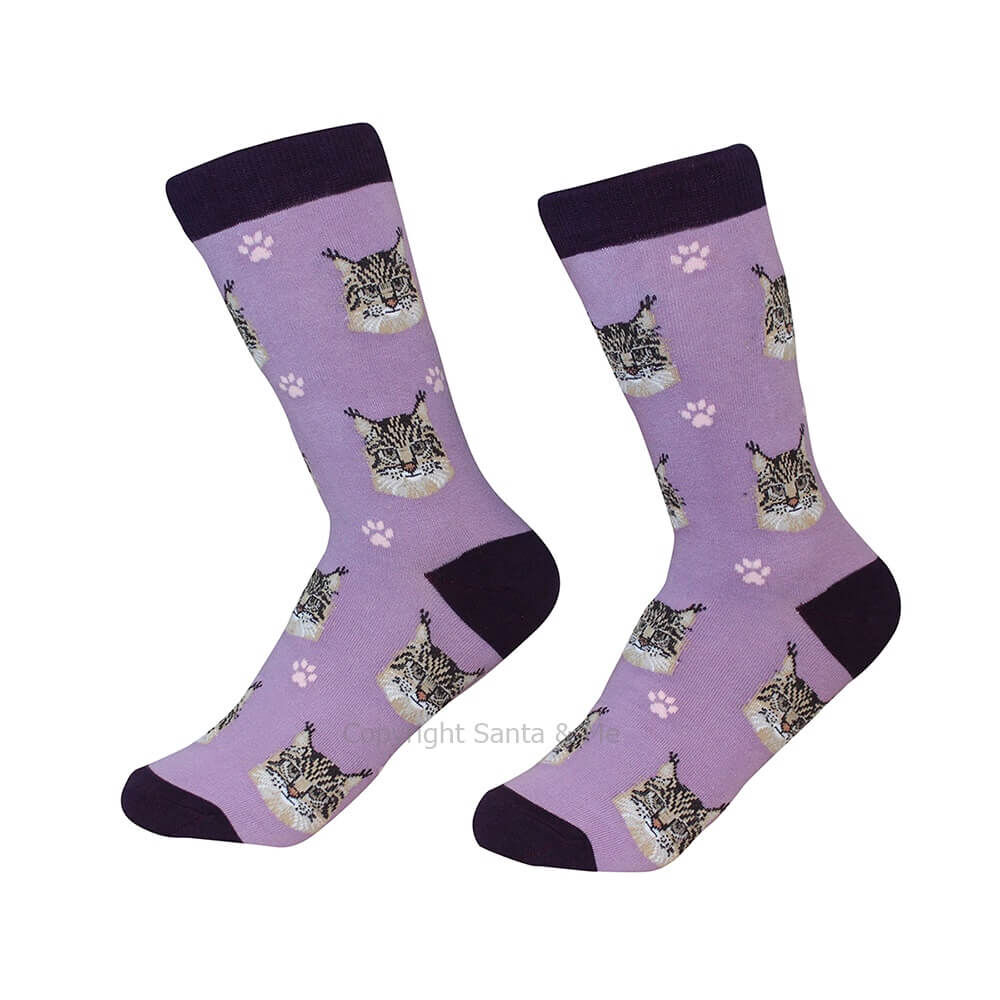 Maine Coon Cat /Socks